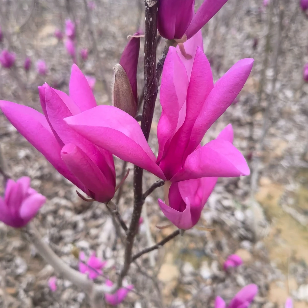 安妮玉兰花玉兰树玉兰苗 原生苗美植袋苗原盆原土