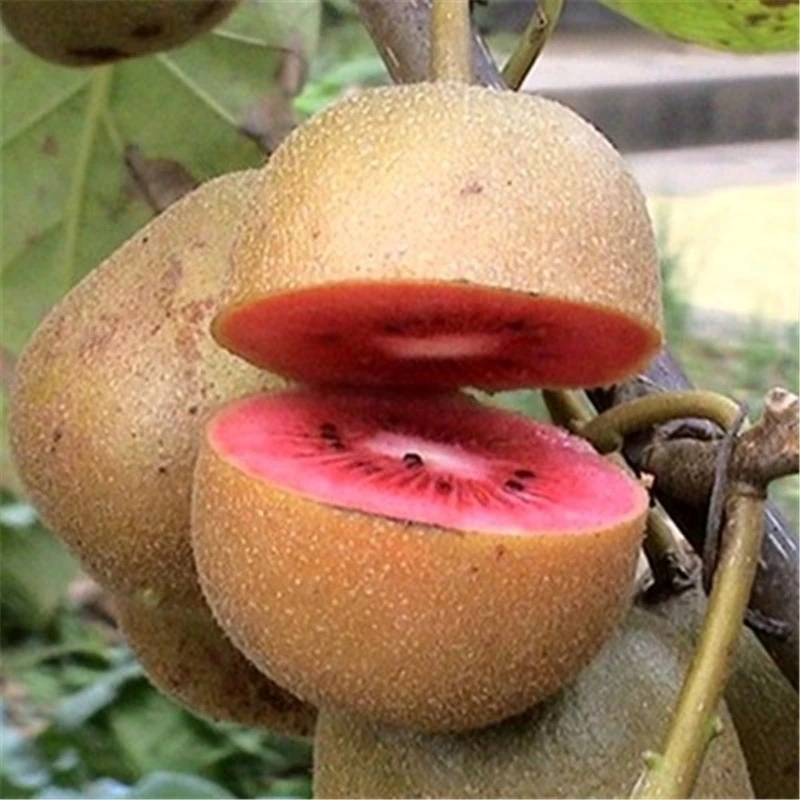 红肉猕猴桃苗 红阳猕猴桃苗 浓甜红肉多汁盆栽地栽果树苗