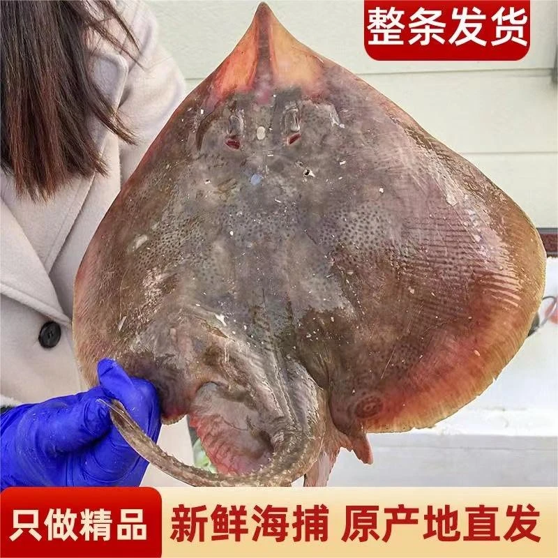 【老板鱼4斤】大连海捕新鲜速冻发货老板鱼魔鬼鱼顺丰包邮