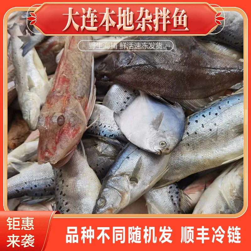 大连本地野生杂拌鱼鲜鱼随机发顺丰发货