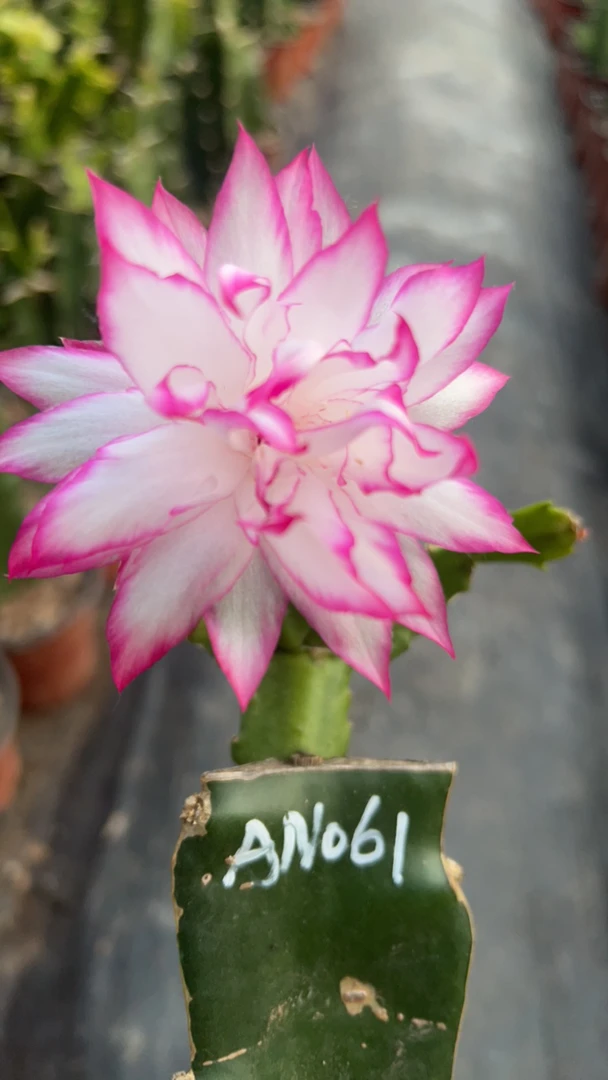 直播间一物一拍，请物私拍三角特大号嫁接植物蟹爪兰绿植室内粉色