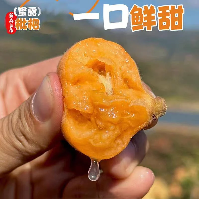 云南蒙自一级蜜露枇杷味浓香甜新鲜2/3斤成熟采摘礼盒发货
