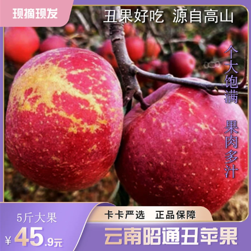 正宗云南昭通冰糖心丑苹果5斤装新鲜采摘产地直发