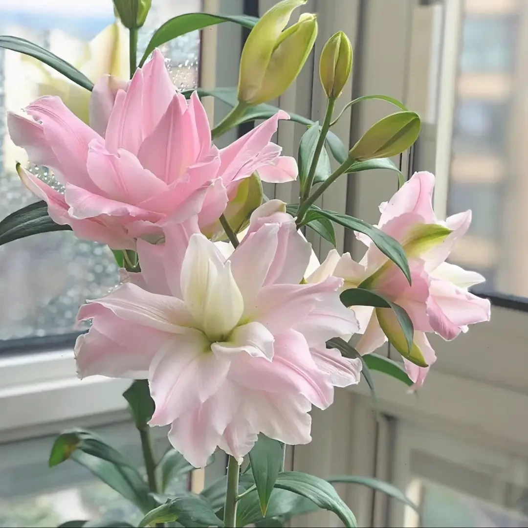 百合种球浓香型花卉类盆栽花种大球香水百合重瓣种球四季粉色D