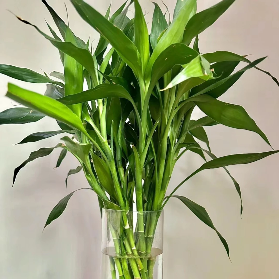【富贵竹】鲜花水培绿植云南基地包邮直发鲜切花