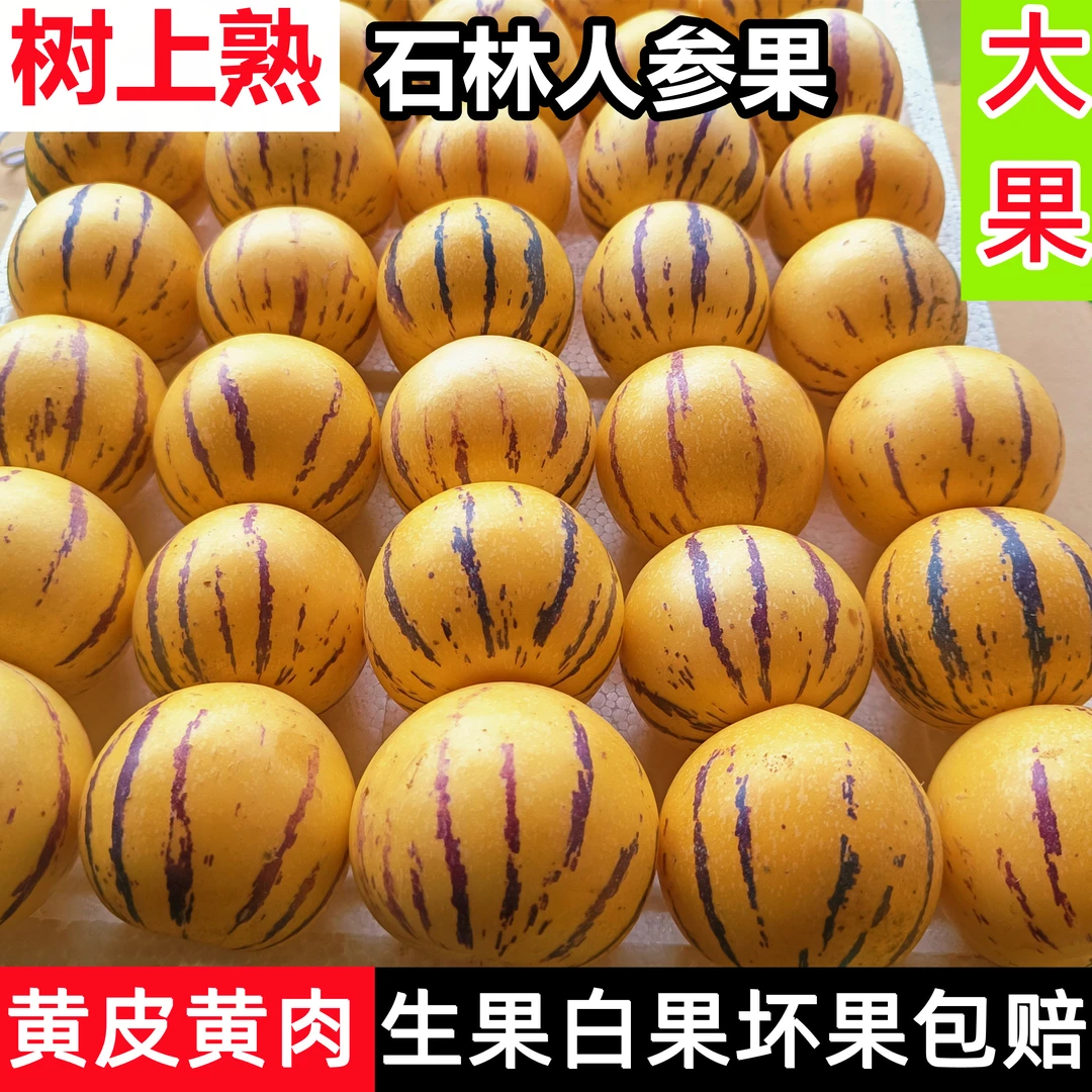 云南正宗石林树上熟人参果特大果新鲜黄肉黄心水果人生果10斤批发