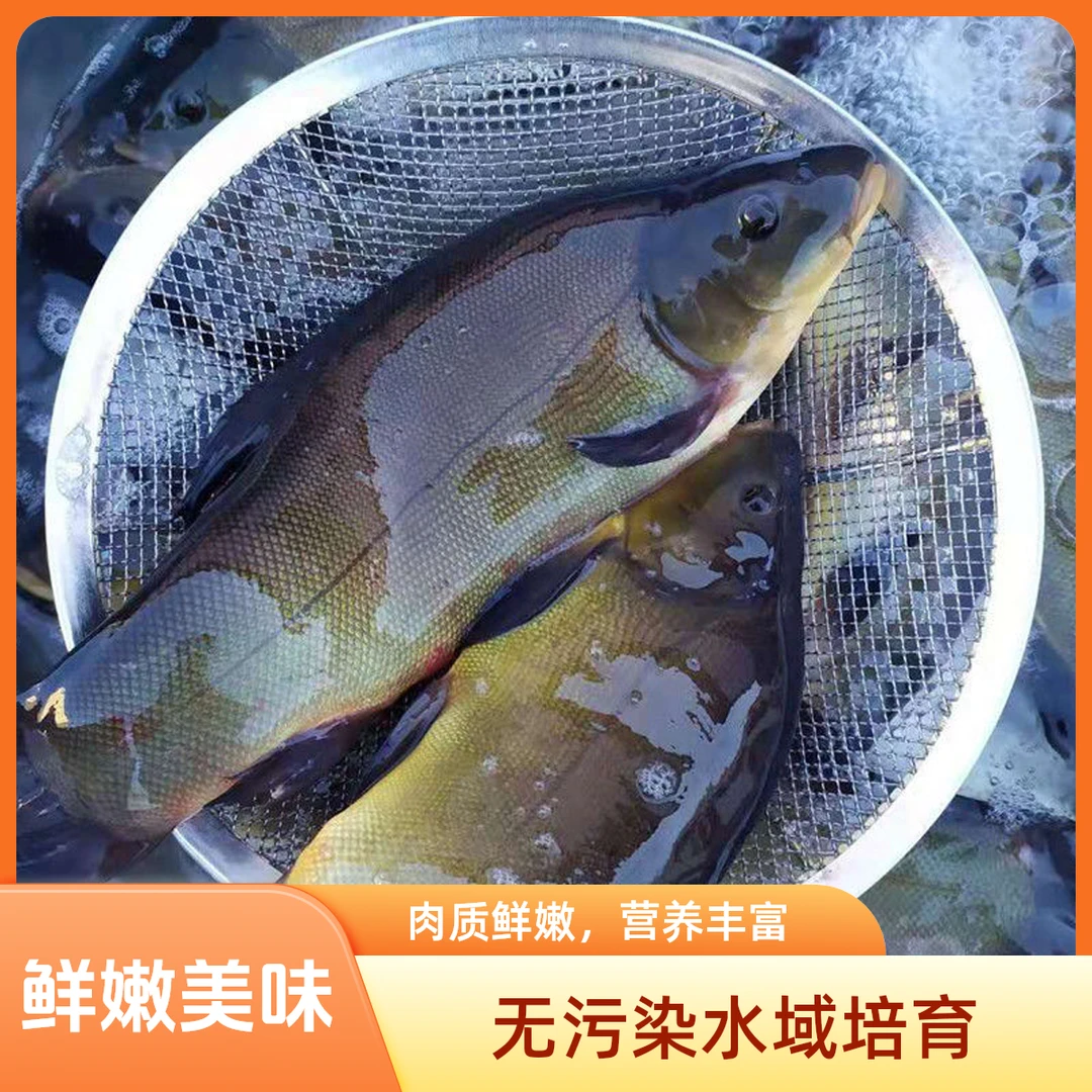 【查干把头】东北野生丁桂鱼5斤送1斤冷水淡水鱼肉质鲜美刺少营养