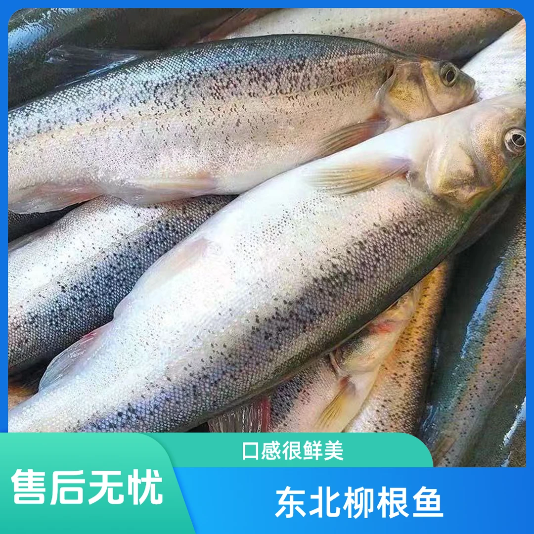 【查干冷水】东北特产野生柳根鱼拍4斤送1斤营养丰富