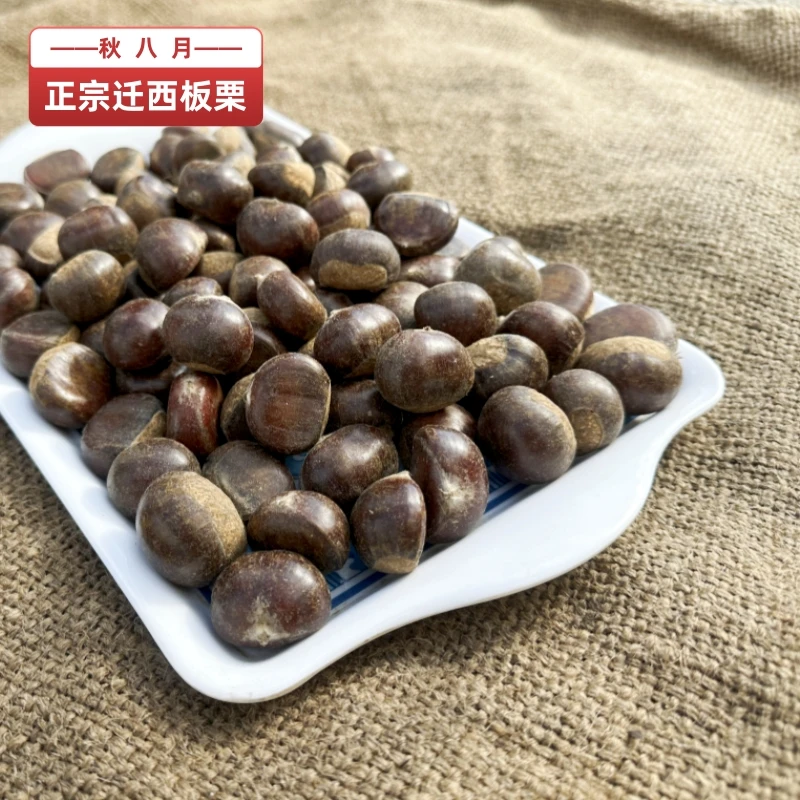 新货老栗树【标粒】正宗迁西板栗新鲜生栗子香甜营养原产地迁西直发