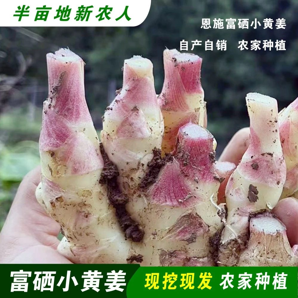 2025年现挖嫩姜湖北恩施富硒小黄姜恩施凤头姜鲜脆嫩无丝红芽仔姜