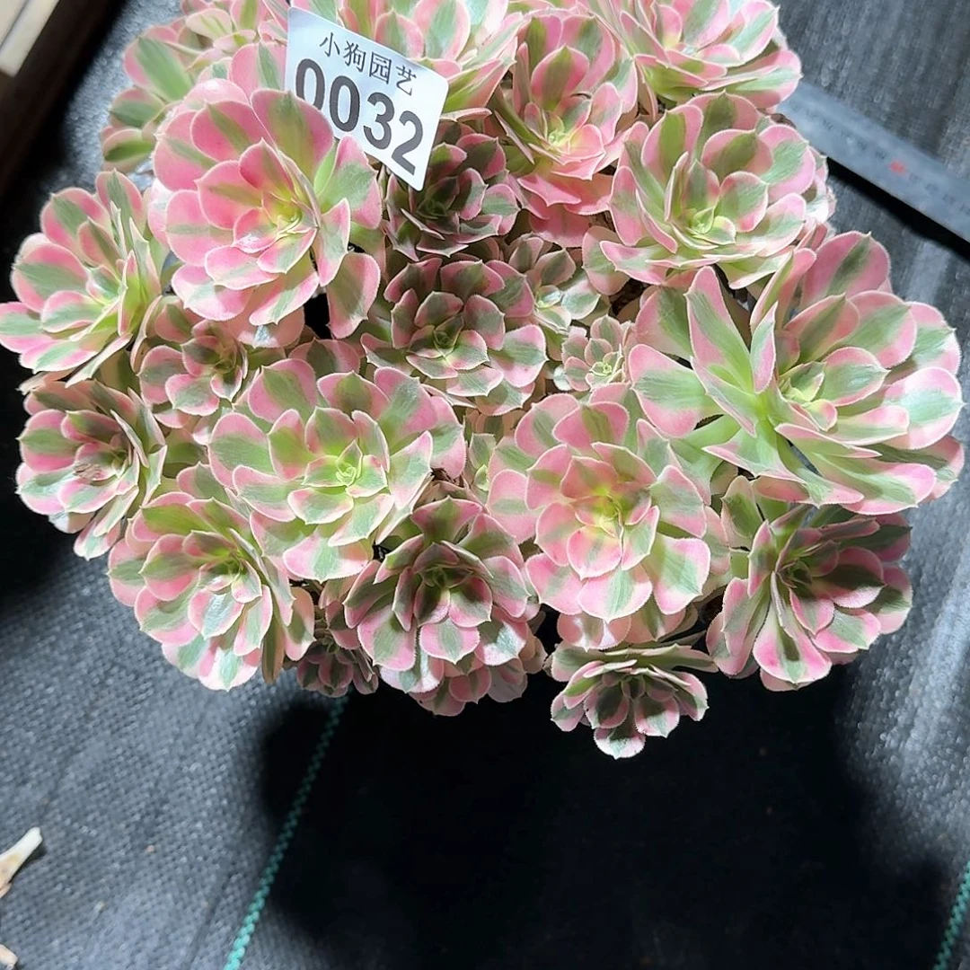 茜***。粉女巫多肉植物0032