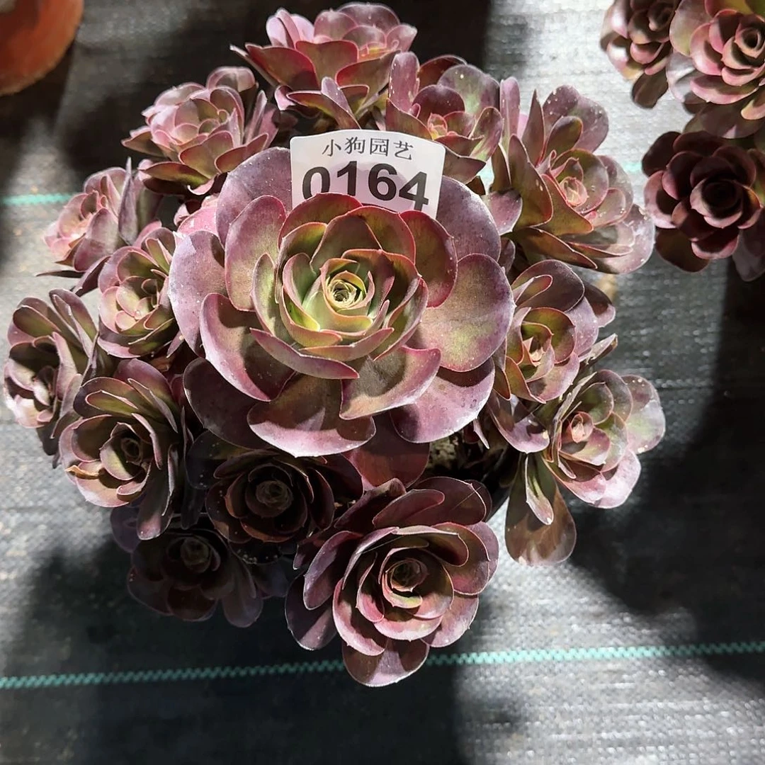 魅金玫瑰多肉植物0164