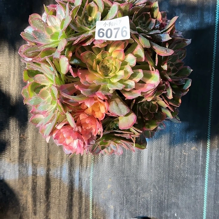 黑魔锦多肉植物6076