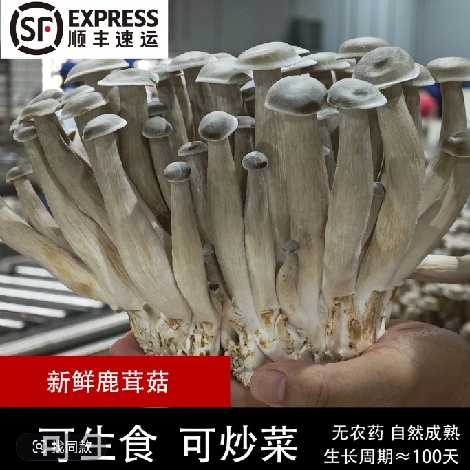 可生食【新鲜金针菇鹿茸菇】纯净水无甲醛带根 顺丰发货