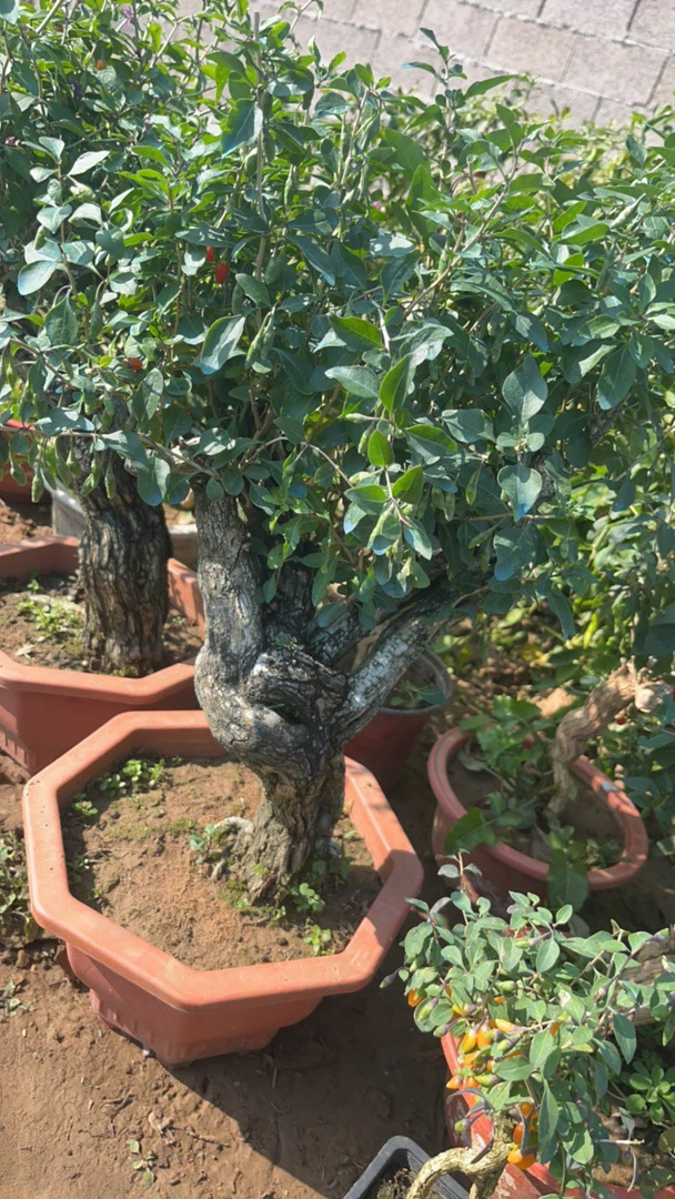 创意盆栽盆景绿植