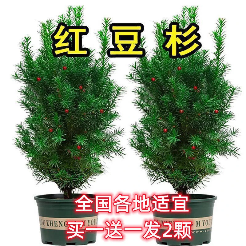 买一送一正宗红豆杉树苗盆栽净化空气吸甲醛曼地亚红豆杉耐寒植物