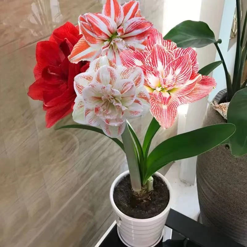 【买一送一】荷兰进口重瓣朱顶红种球四季开花植物室内盆栽浓香型
