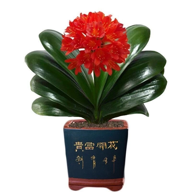 【当年开花】君子兰花君子兰盆栽君子兰苗四季常青植物蝴蝶兰花苗