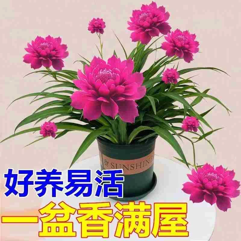 【2个月开花】铃花吊兰种球土培浓香花卉水培植物室内办公室牡丹