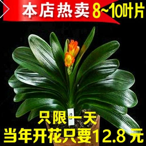 四季君子兰盆栽圆头和尚大苗带花苞花卉植物室内绿植客厅开花好养