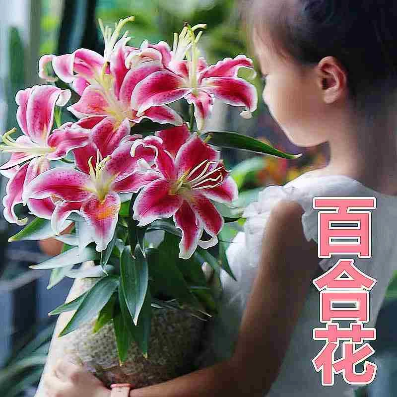 进口香水百合花种球盆栽大丽花卉绿植物室内好养活四季开花郁金香