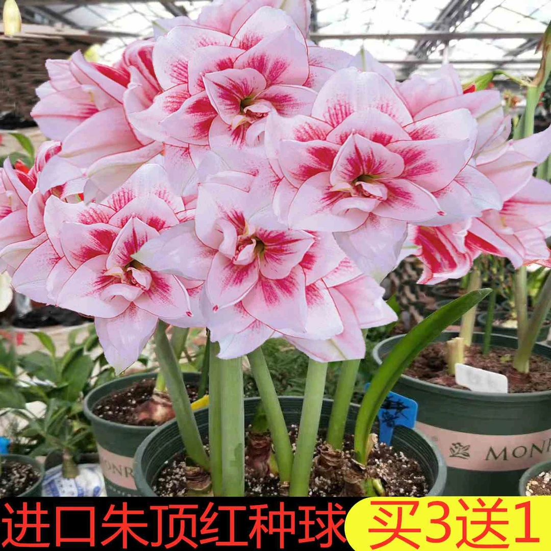 荷兰进口重瓣朱顶红种球超大花球室内外盆栽花卉四季开花植物带花