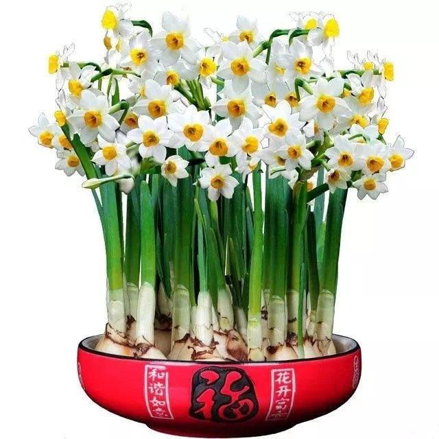 水仙花种球水培室内四季水养花卉盆栽植物百合花种子洋风信子种球