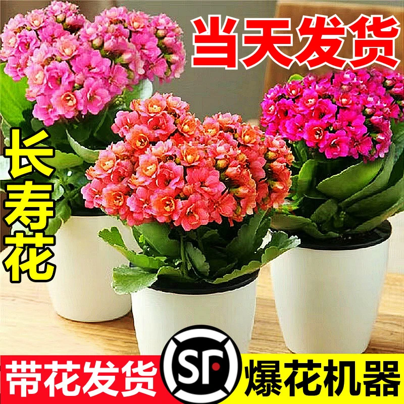 长寿花盆栽重瓣金狐狸大花带花苞花苗四季室内开花好养的花卉植物