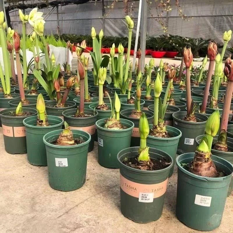 荷兰进口特大朱顶红重瓣种球四季开花庭院阳台盆栽花卉大全养不死