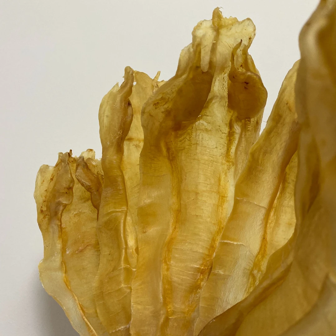 【星海鱼胶】苏公北海鱼胶花胶干货备孕日常滋补孕期月子胶