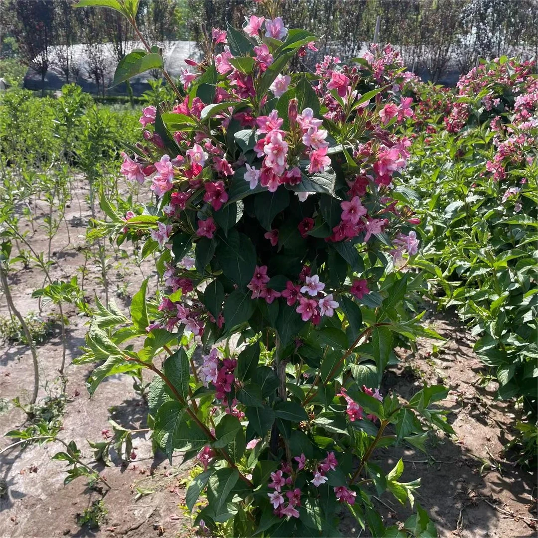 五彩锦带树苗盆栽别墅南北庭院风景大树园林绿化七彩大型耐寒花卉