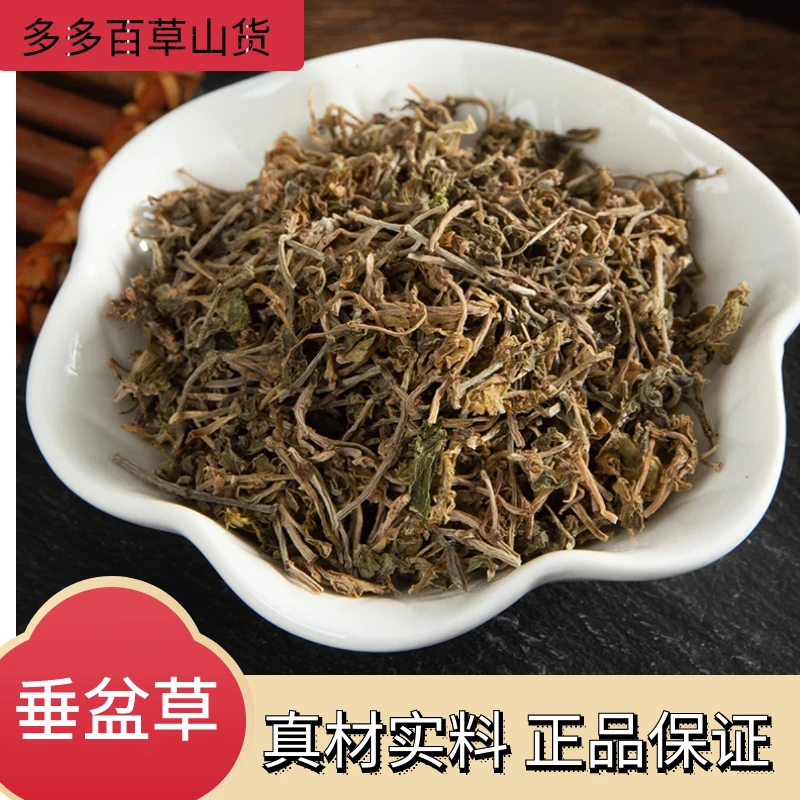 野生垂盆草正宗垂盆草干货吊吊草晒干叶菜250g-1000g泡水泡茶