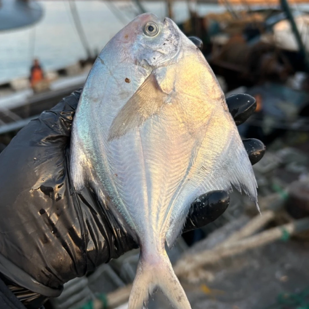 青岛本地银鲳鱼 纯野生银鲳鱼 白鲳 平鲳  青岛本地码头鲜