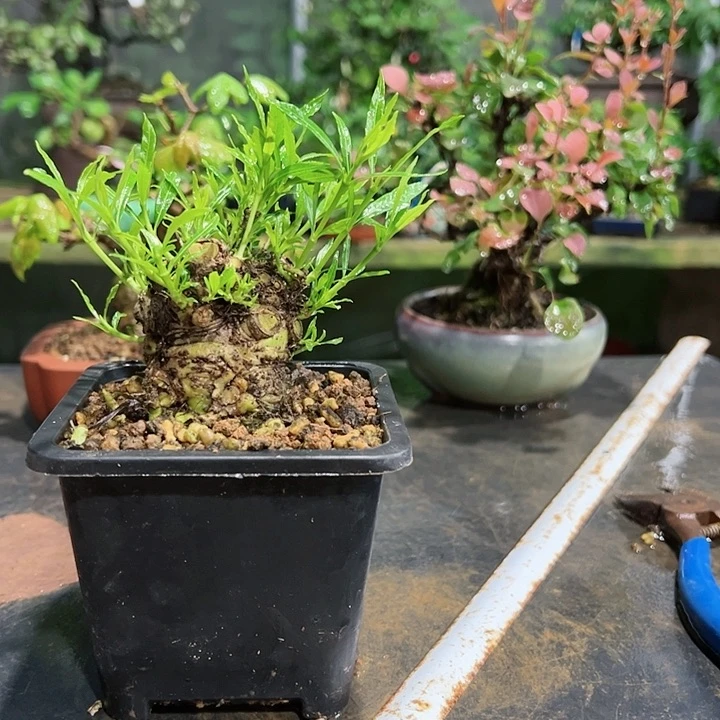 红陶20CM（含）-50CM（不含）偷**效205