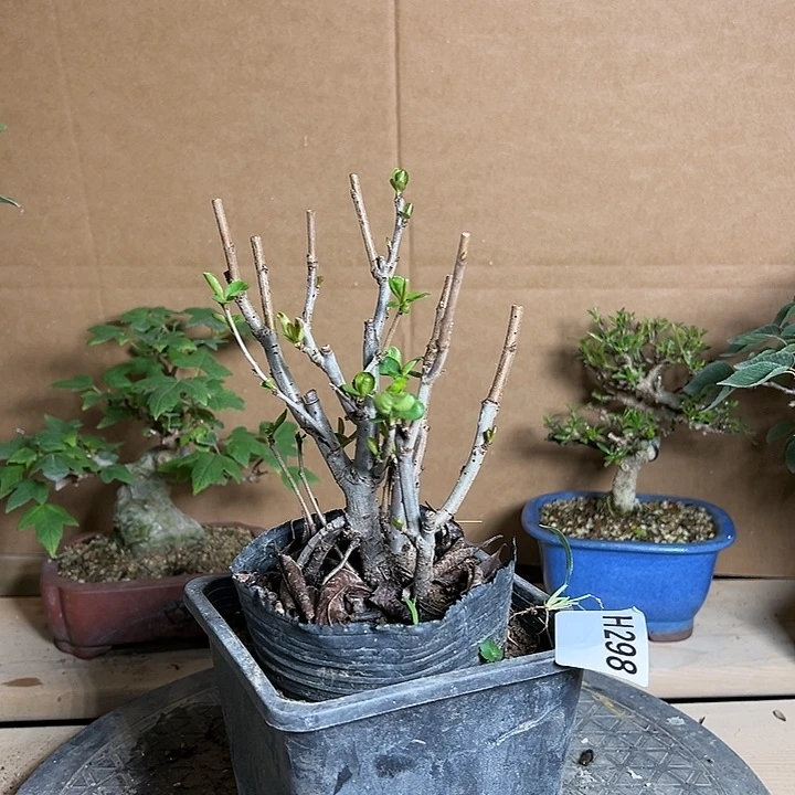 红陶20CM（含）-50CM（不含）天****d298