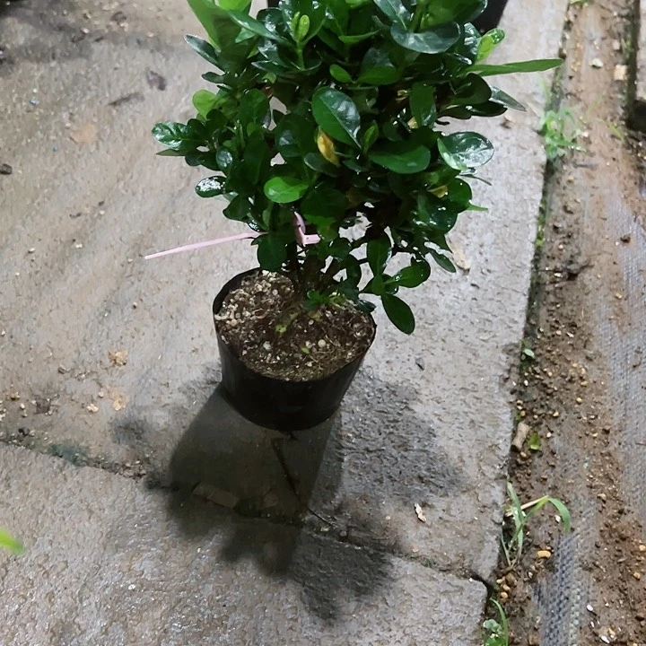 红陶20CM（含）-50CM（不含）宋****峰371