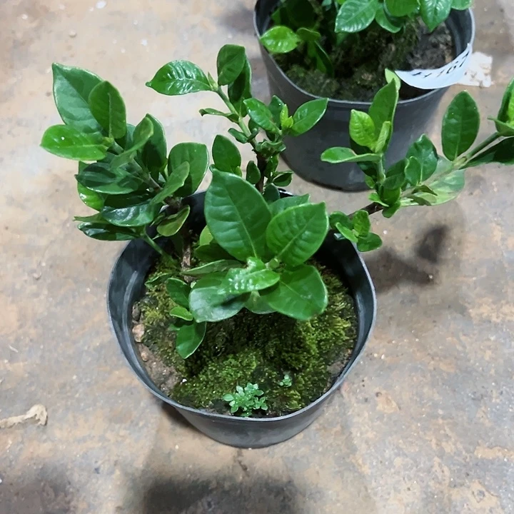 红陶20CM（含）-50CM（不含）飙*170