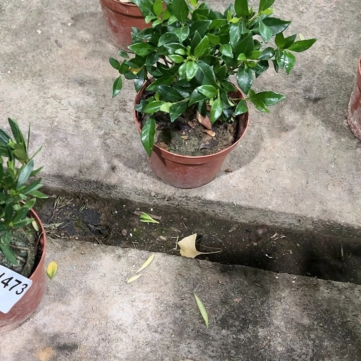 红陶20CM（含）-50CM（不含）浅**伤497