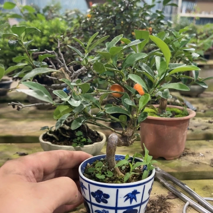 红陶20CM（含）-50CM（不含）Z****.豆豆