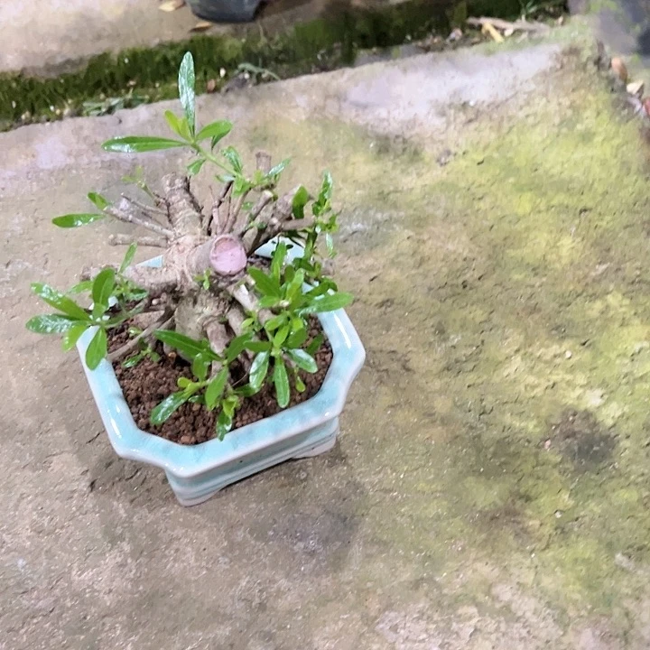 红陶20CM(含)-50CM(不含)用****1369