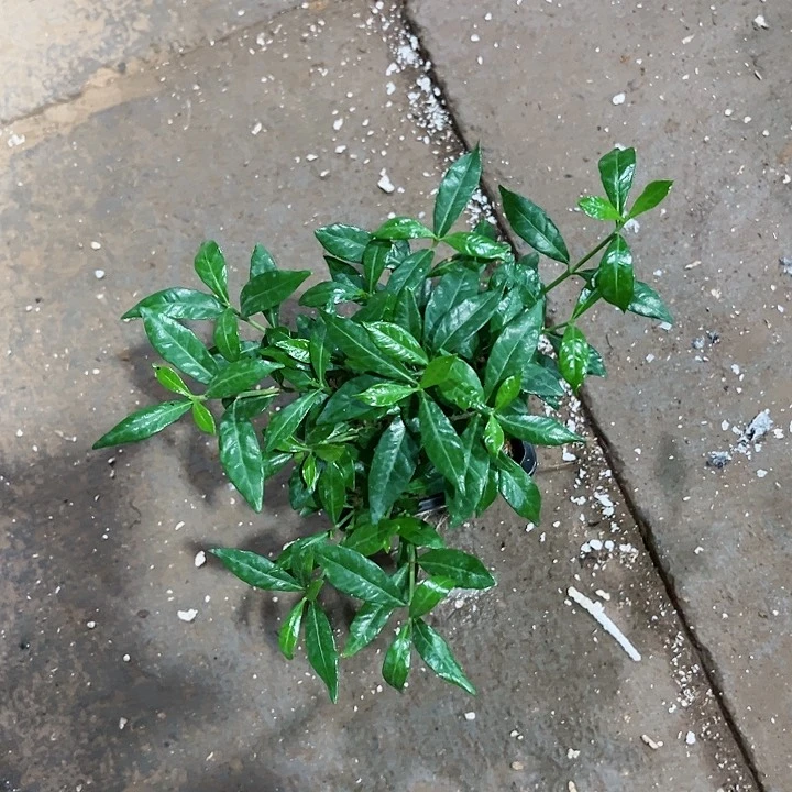 红陶20CM(含)-50CM(不含)“****?207