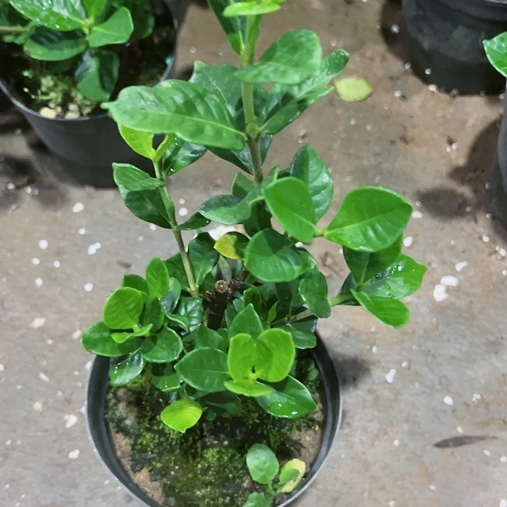 红陶20CM（含）-50CM（不含）王***呆378