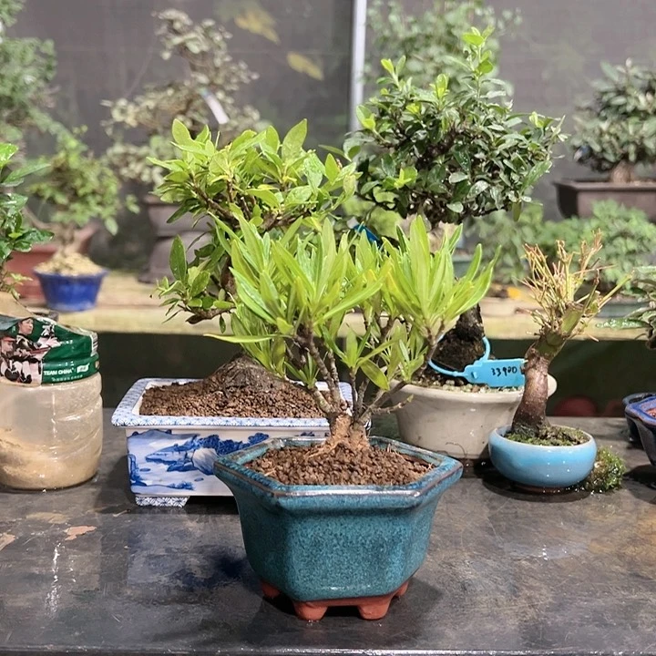 红陶20CM（含）-50CM（不含）K****L362