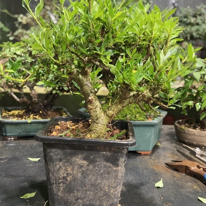 红陶20CM(含)-50CM(不含)@*涛421