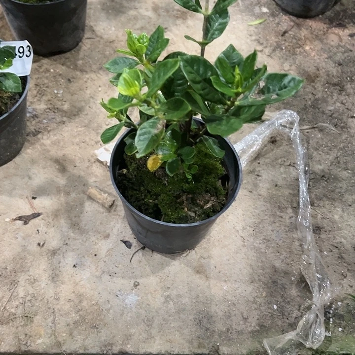 红陶20CM（含）-50CM（不含）浅**伤495