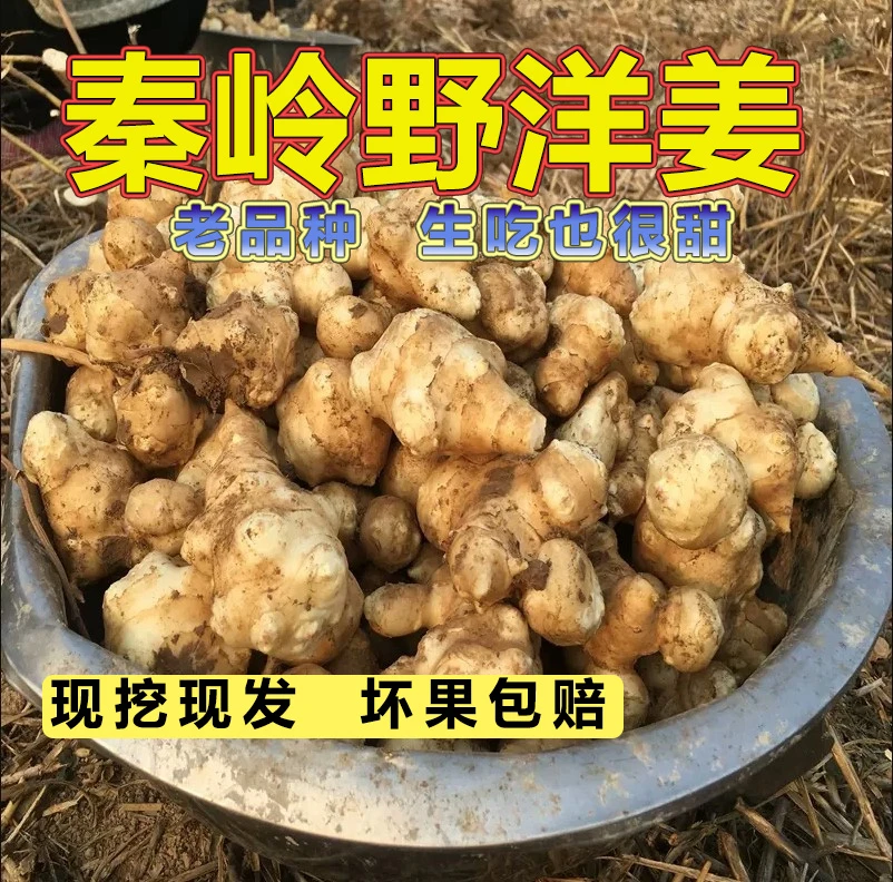 【拍一发三】老品种水果洋姜秦岭新鲜现挖洋姜菊芋鬼子姜精选装3斤