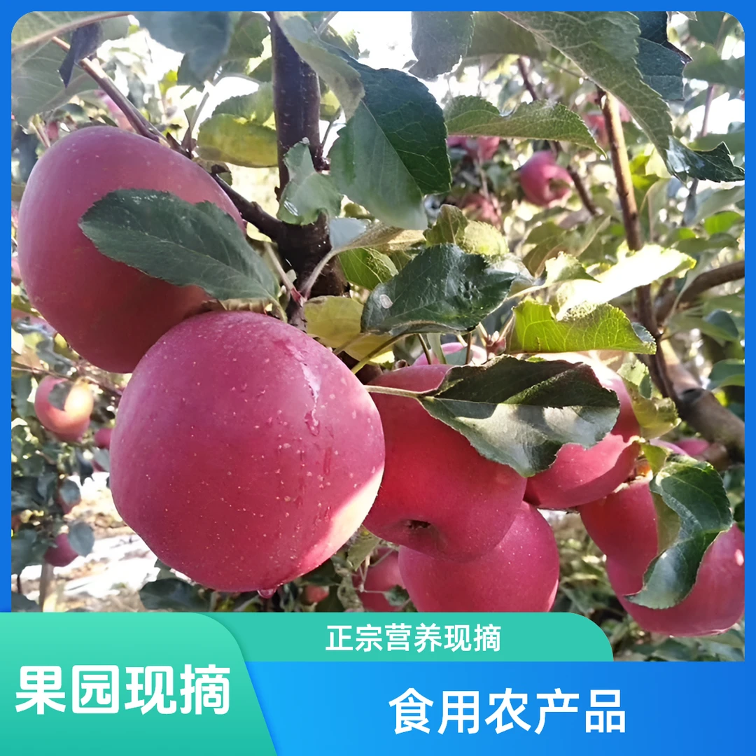 原产地云南昭通丑苹果冰糖心苹果现摘现发货3/5/10斤重量包邮