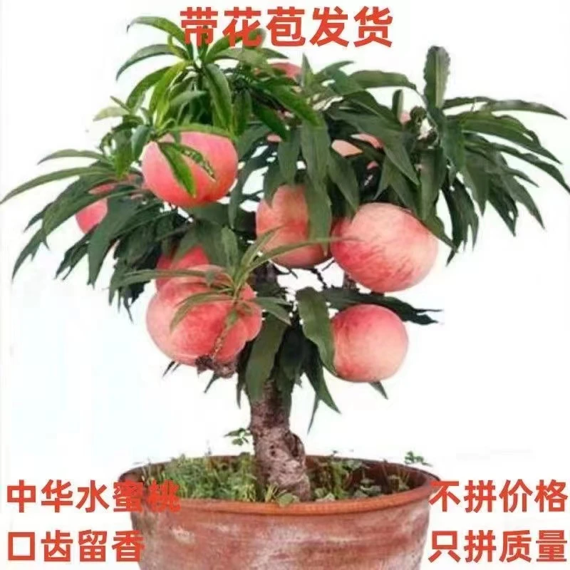 矮化盆栽大果水蜜桃带花苞发货