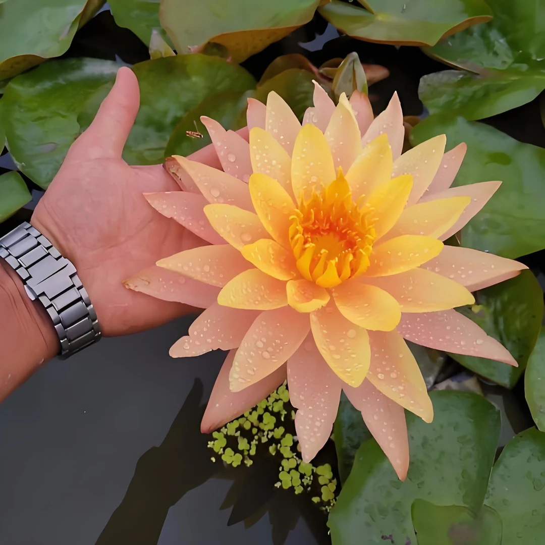 【晚霞】大花睡莲水培植物阳台池塘四季开花耐寒根块花卉大型带花苞