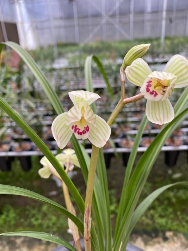 鲜花绿植园艺兰花国兰莲瓣兰靖荷